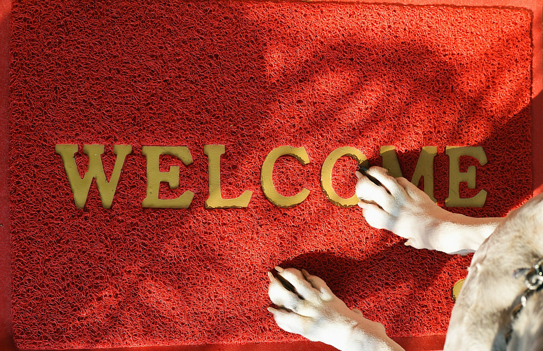 LIFE-PETCARE-CONSIDERATIONS-SS-TOP-GET